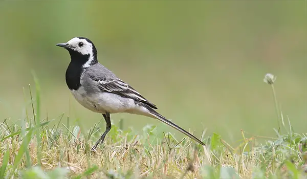 Hur Identifierar Man Olika Fågelarter?