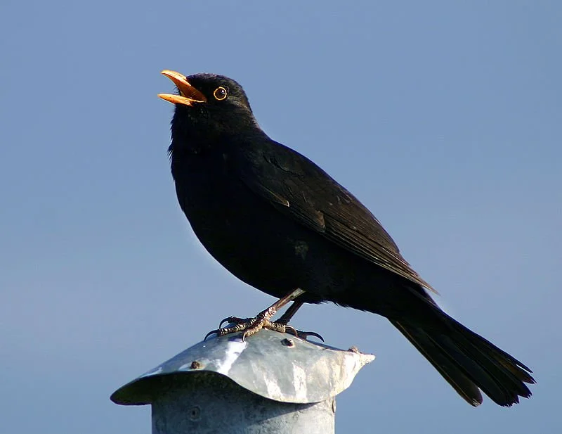 Hur Undviker Koltrasten Predatorer? Hur Undviker Koltrasten Predatorer?