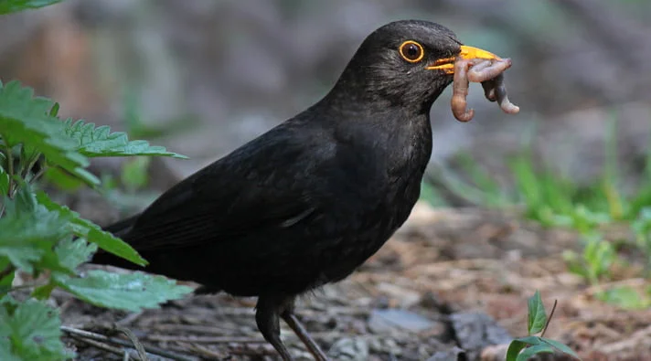 Hur Undviker Koltrasten Predatorer? Hur Undviker Koltrasten Predatorer?