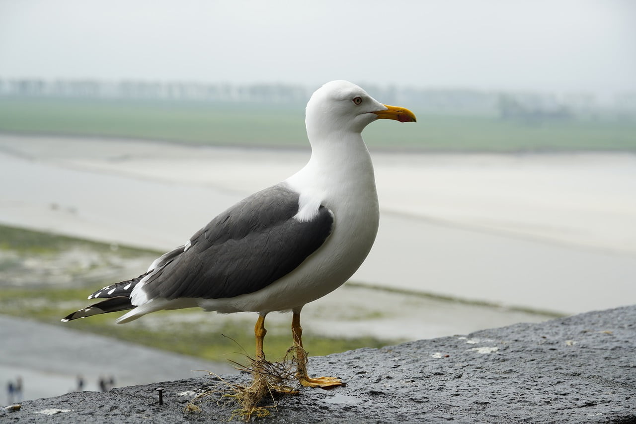 Kan Koltrasten Flytta Sina ägg?