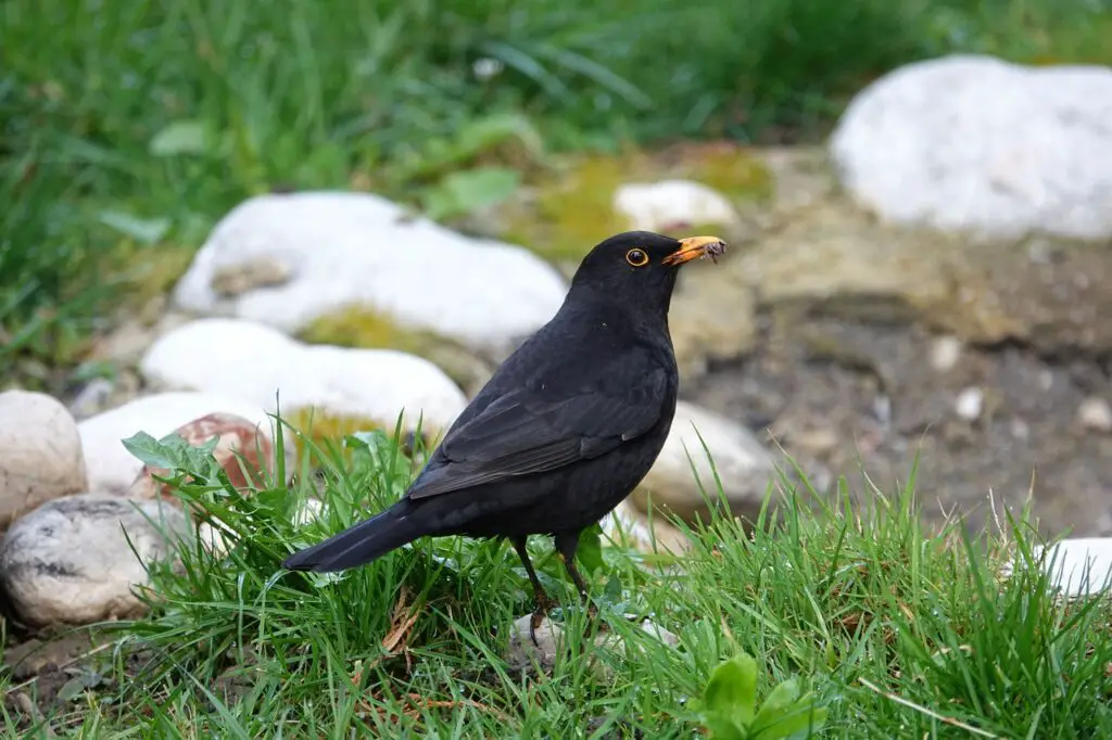 Varfor Flyger Koltrasten In I Fonster 1