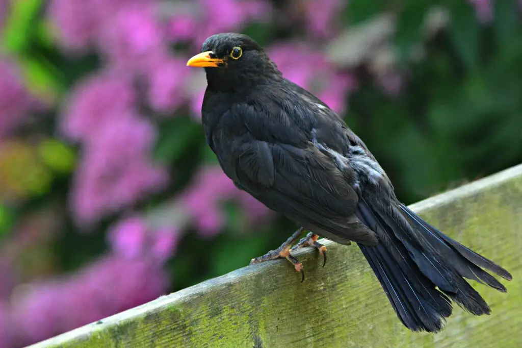 Varfor Flyger Koltrasten In I Fonster 2