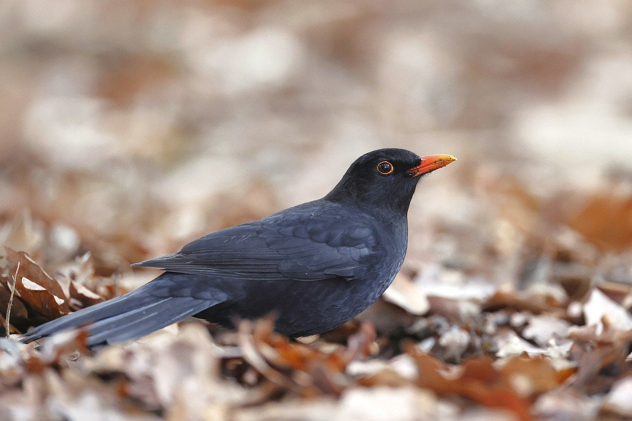 Varfor Flyger Koltrasten In I Fonster